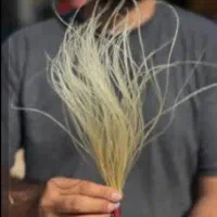پخش به گلکده