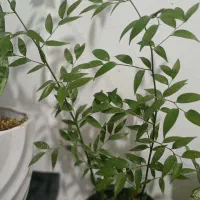 گیاه کمیاه همیشه سبز برای داخل خانه وگل فروشی|گل و گیاه طبیعی|تهران, ترمینال غرب|دیوار