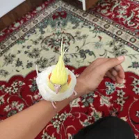 عروس هلندی|پرنده|دوگنبدان, |دیوار