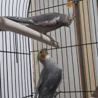 ۳تا عروس هلندی و یک طوطی دوتا قفس