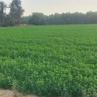 فروش یونجه سبز|خوردنی و آشامیدنی|رامهرمز, |دیوار