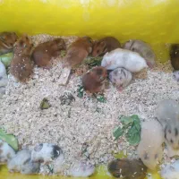 ۲۵ عدد همستر مولد|موش و خرگوش|تهران, پیکان شهر|دیوار