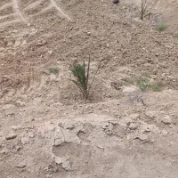 نخل|گل و گیاه طبیعی|آبپخش, |دیوار