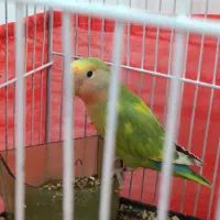 طوطی برزیلی|پرنده|تهران, دولتخواه جنوبی|دیوار