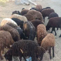 ،25عدد بره 5عدد نر 20عدد ماده