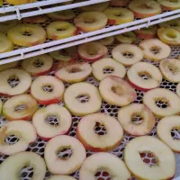 خشک کردن میوه ، سیر و پیاز