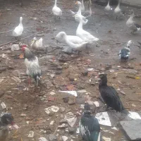 تخم غوغاز سفید|حیوانات مزرعه|علیآباد کتول, |دیوار