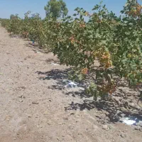فروش 16ساعت آب به همراه چهار هکتار زمین پسته|فروش دفتر صنعتی، کشاورزی، تجاری|تفت, |دیوار