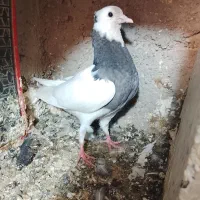 چند تا جوجه طوقی