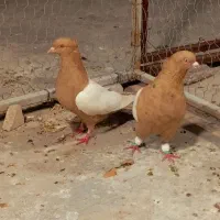 کفتر نروماده سینه زرد