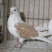کفتر پرشی