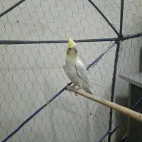 عروس هلندی لوتینیو|پرنده|خرمشهر, |دیوار