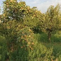 زمین سر درختی|فروش زمین و ملک کلنگی|بناب, |دیوار