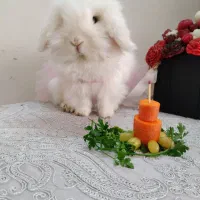 خرگوش ماده اصیل