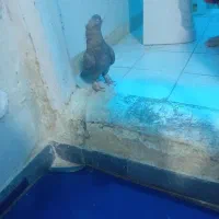 کبوتر|پرنده|شیراز, ده پیاله|دیوار