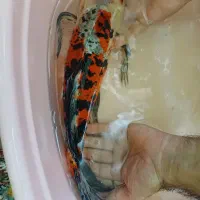 انواع کوی و گوپی آنجل و...|ماهی|مشهد, شهرک مهرگان|دیوار