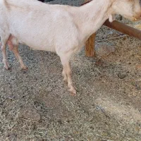 کولار سانن|حیوانات مزرعه|رحمت‌آباد, |دیوار