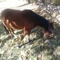 اسب حامله باردار در روستای فیروزه