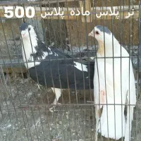 کبوتر|پرنده|قم, شهرک توانیر|دیوار