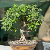 بنسای جید خرفه کراسولا|گل و گیاه طبیعی|تهران, بهارستان|دیوار