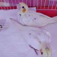 عروس هلندی