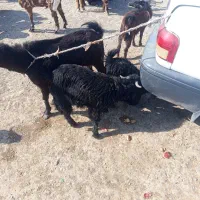 فروش چهار عدد بز