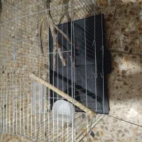 یک عدد عروس هلندی ماده|پرنده|تهران, هفده شهریور|دیوار