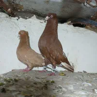 کفتر یا کبوتر دمسفید