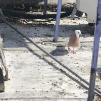 کبوتر طوق پرتقالی