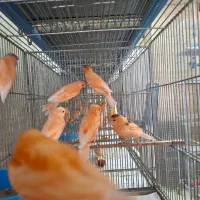 دنیای قناری