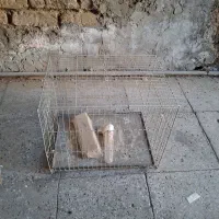 قفس پرنده|لوازم جانبی حیوانات|قلعه نو, |دیوار