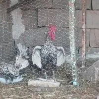 سه عدد خروس سیبرایت و یک خروس برهما|حیوانات مزرعه|فردوس (خراسان), |دیوار