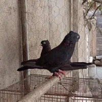 تعدادی کبوتر شهرستان|پرنده|گنبد کاووس, |دیوار