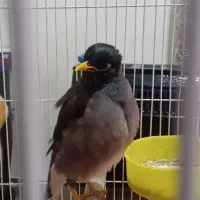 مرغ میناباهوش خانگی