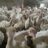 بوقلمون ۲ کیلویی|حیوانات مزرعه|مشگین شهر, |دیوار