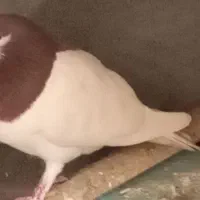 فروش حیوانات خانگی|پرنده|درح, |دیوار