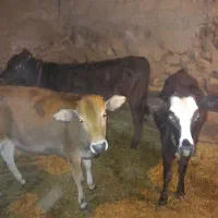 سه گوساله محلی یکی نر ودو ماده