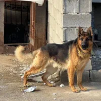 سگ ژرمن اصیل