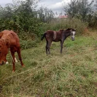 فروش مادیون ۶سال با کره ۷ماه
