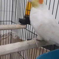 یک جف عروس هلندی