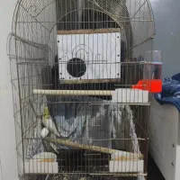 عروس هلندی و مرغ عشق|پرنده|آبادان, |دیوار