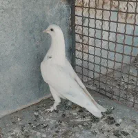 کفتر خوب|پرنده|قم, شاه سید علی|دیوار