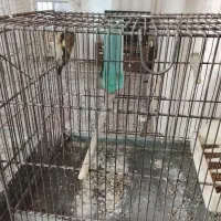 سهره نر 4 ما قفس معاوضه با کفتر