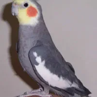 عروس هلندی