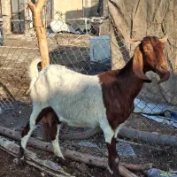 فروش بز نژدی درجه یک|حیوانات مزرعه|شوشتر, |دیوار