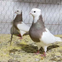 طوقی ودوکت خطی