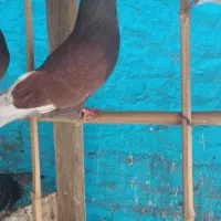 کبوتر نر|پرنده|املش, |دیوار