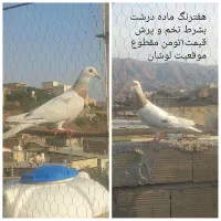 کبوتر جفتی و پرشی