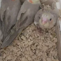 عروس هلندی مولدبا۴جوجه و۴تخم جدید