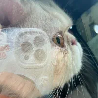 گریه پرشین سوپر فلت خوشگل